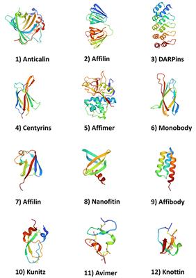 Does human homology reduce the potential immunogenicity of non-antibody scaffolds?